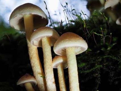 Mushroom sulphur heads (Hypholoma), blurred background, North Rhine-Westphalia, Germany, Europe