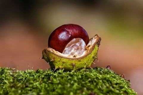 Chestnut in a shell on a moss