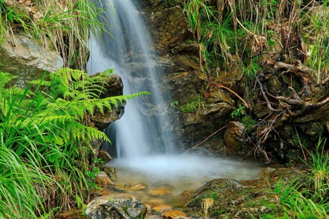 A small waterfall falls over rocky terrain, surrounded by ferns and roots, Fahler Wasserfall,