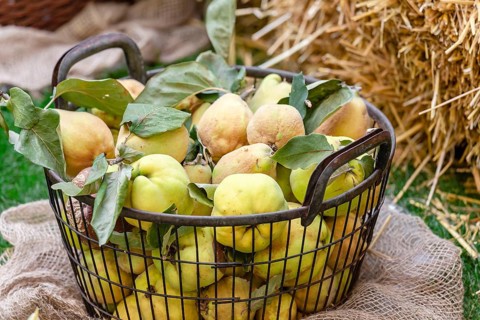 Picked quinces with green leaves in a rustic harvest basket