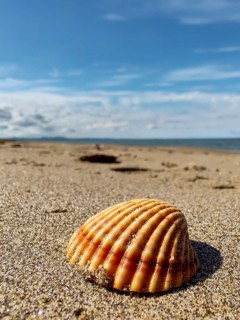 Shell on a beach of the mediterranean sea