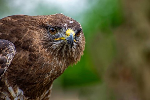 Close-up of the head of an hawk