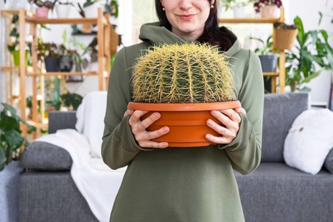 Large echinocactus Gruzoni in the hands of a woman in the interior of a green house with shelving