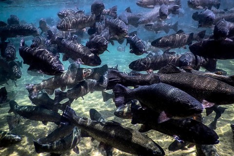 River Trout swim underwater, Trout underwater scene, Trout farm