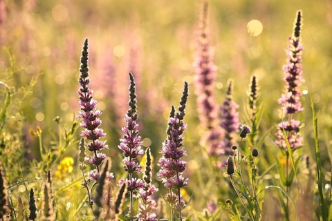 Loosestrife (Lythrum salicaria) on a meadow at dawn