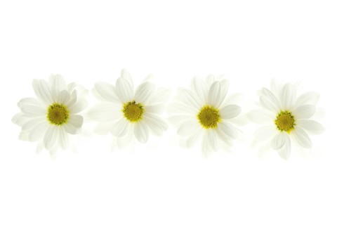 Four white daisy flower isolated on white background