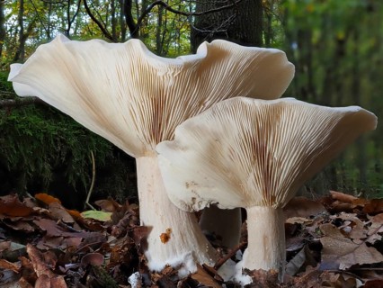 Clouded funnel fungus (Clitocybe nebularis), blurred background, North Rhine-Westphalia, Germany,