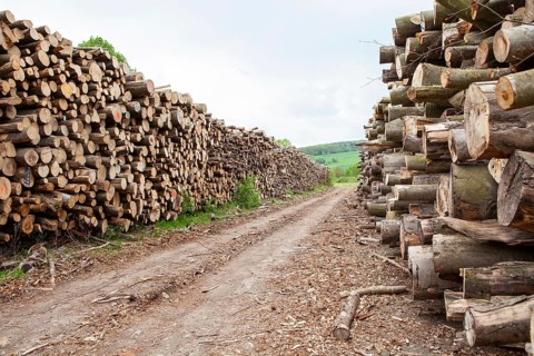 Pile of beech wood, Germany, Europe
