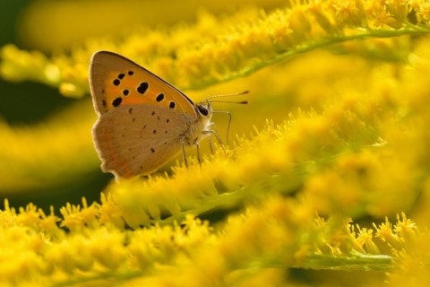 Small copper on a Canada goldenrod