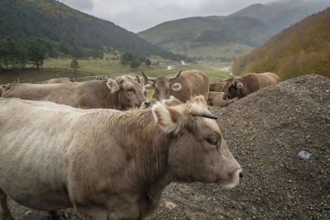 Vacas en el corredor verde del río Veral, valles occidentales, cordillera pirenaica, provincia de