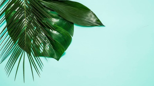 Empty space for text and tropical leaves on blue background. Top view or flat lay. Tropical