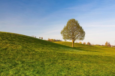 On a empty golf course at sunset