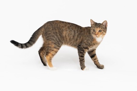 Cat is walking on a white background. The multiracial female cat. The young female cat walks