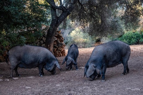 Herd of black pigs of Majorcan variety, Llucmajor, Majorca, Spain, Europe