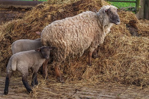 A sheep with two lambs standing on a heap of straw on a farm, weseke, münsterland, germany