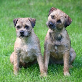 Typical two Border Terriers in the spring garden