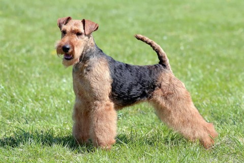 Typical Welsh Terrier in the spring garden
