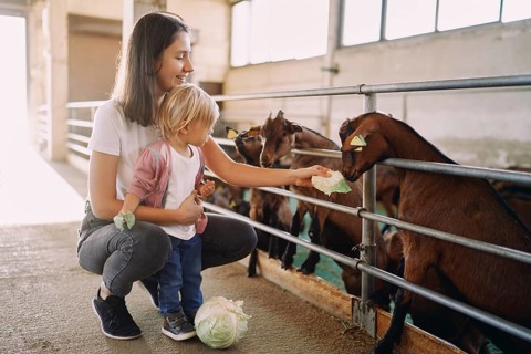 Mom and little girl are feeding cabbage leaves to goatlings through the fence.