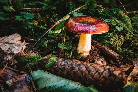 Russula paludosa is an edible species of mushroom within the large genus Russula. It is common to