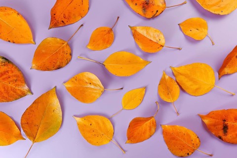 Orange coloured autumn leaves on lilac board, closeup top down view, Liptovsky Hradok, Slovakia,