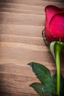 Natural rose with green leaves on wooden board holiday concept