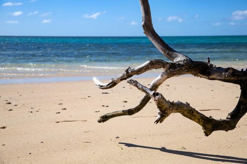 Withered tree on white sandy beach with blue sea in paradise