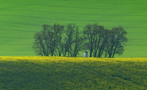 The small white Santa Barbara chapel surrounded by rape and wheat fields. Beautiful abstract