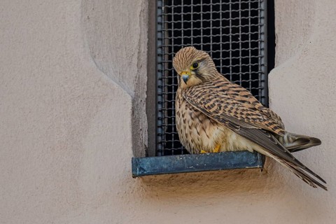 Curious looking female Common Kestrel (Falco tinnunculus) in a window opening with bars, Jesuit