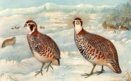 Painting of Partridge, black breasted, china bateya (Hindi Name)