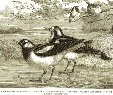 Lithographs magpie larks australia recently added royal zoological society's collection gardens