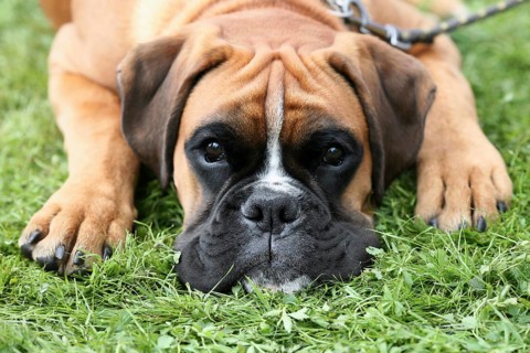 Sad Deutscher Boxer on a green grass lawn