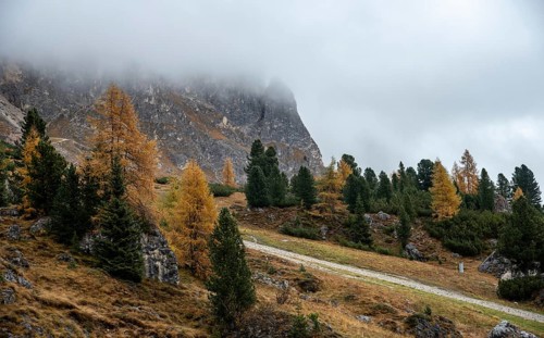Autumn forest landscape at Passo Falzarego valley. Dolomite mountain range Italy. Fall season