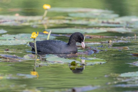 Coot (Fulica atra) searching for food among water lilies. Bas Rhin, Alsace, France, Europe
