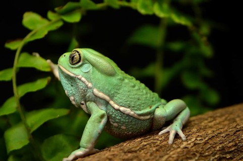Waxy monkey frog