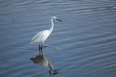 Heron in Ria Formosa, Faro, Algarve, Portugal, Europe