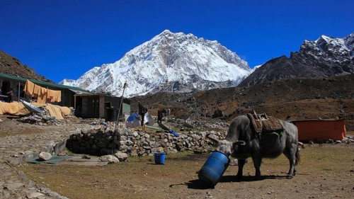 Dzo, cross breed between a cow and yak, used to transport goods in the Himalayas