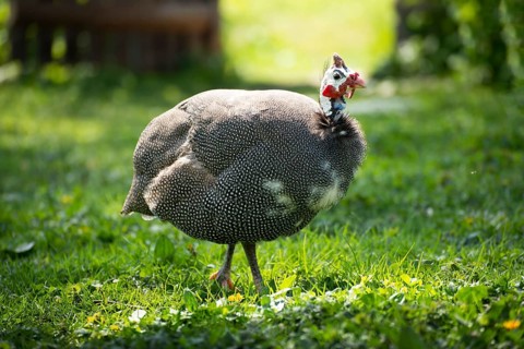 Guinea fowl grazing on green backyard grass