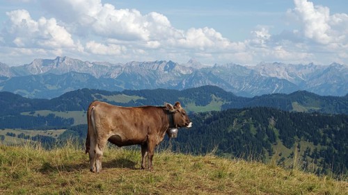 Allgäu Brown Swiss cattle on the Nagelfluhkette