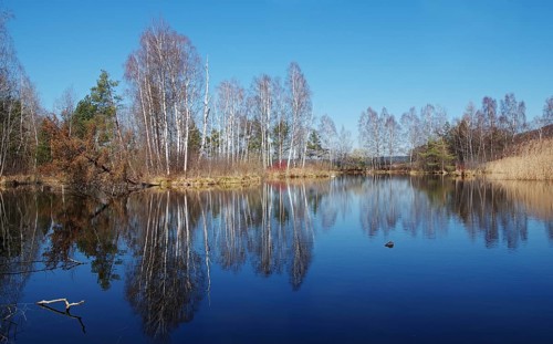 Protected forest forest at a moorland lake in the Pfrunger Ried near Wilhelmsdorf