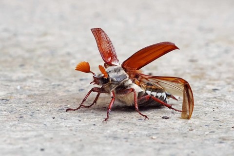 Cockchafer in front of take-off with folded up coverts and unfolded wings