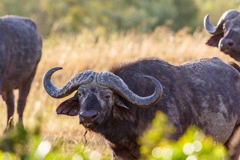 Wild African Buffalo on the savannah