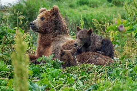A female brown bear and her cubs lie in the grass, Kamchatka, Russia, Europe