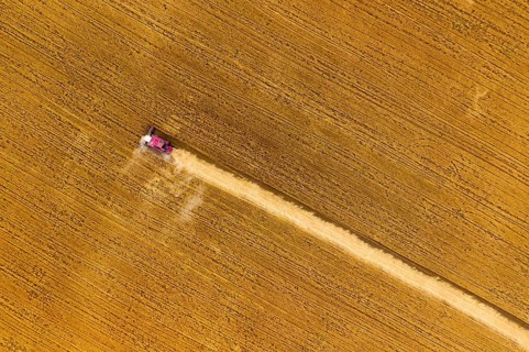 Aerial top view of combine harvester working in golden wheat field