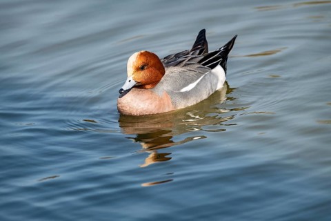 Eurasian Wigeon