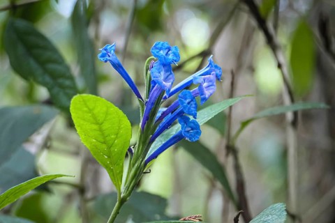 Close-up of blue blossoms against green defocused background, Serra da Mantiqueira, Atlantic