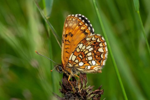 Valerian Spotted Fritillary, Silver Spotted Fritillary butterfly with closed wings sitting on a red