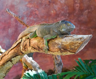 Mexican iguana Iguanidae on a tree trunk in Riviera Maya
