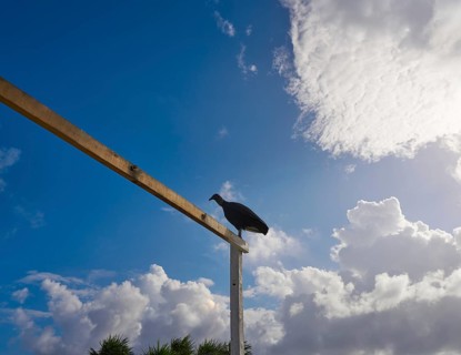Zopilote buzzard bird in San Martin at Cozumel island of Mexico