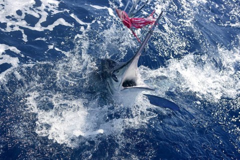 Atlantic white marlin big game sport fishing over blue ocean saltwater