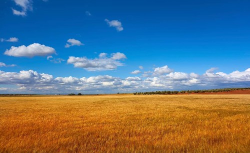 Castile La Mancha cereal fields in Cuenca by Saint James Way of Levante Spain